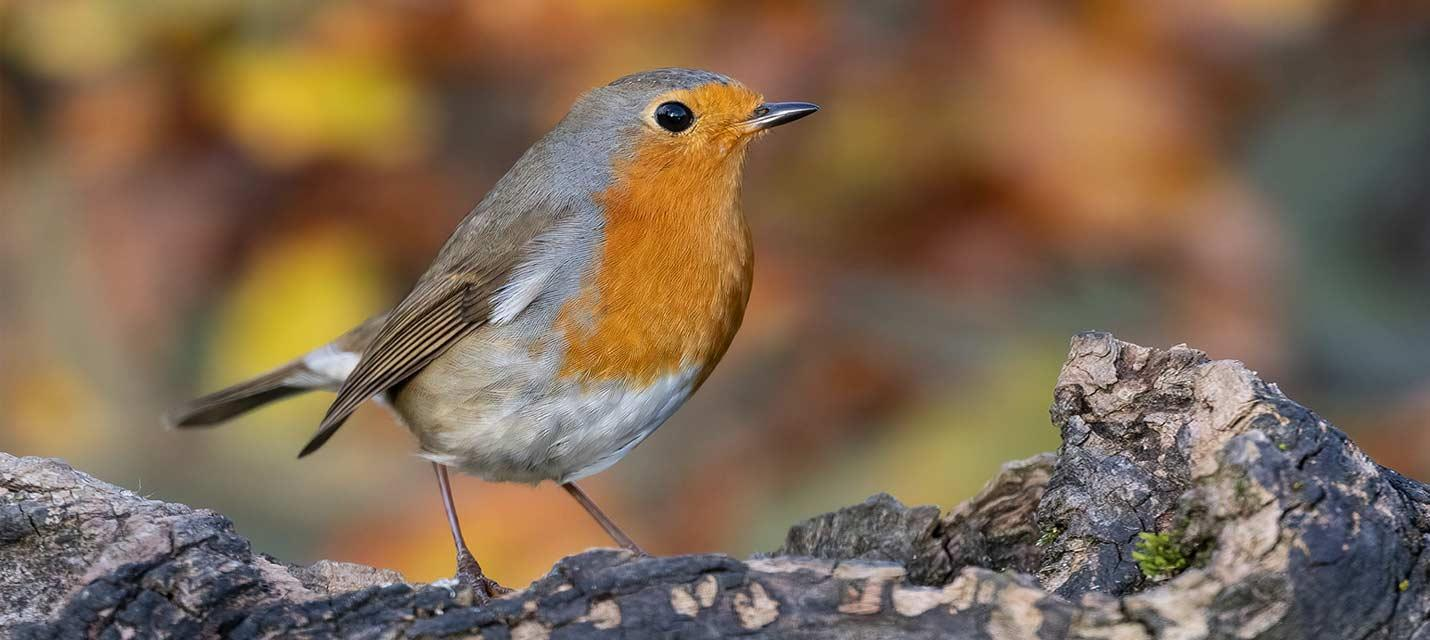 Vogel des Jahres 2025: Rotkehlchen