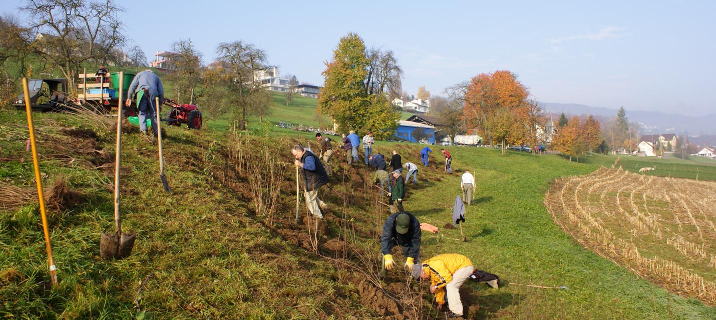 Seehalbe Heckenpflanzung 20108