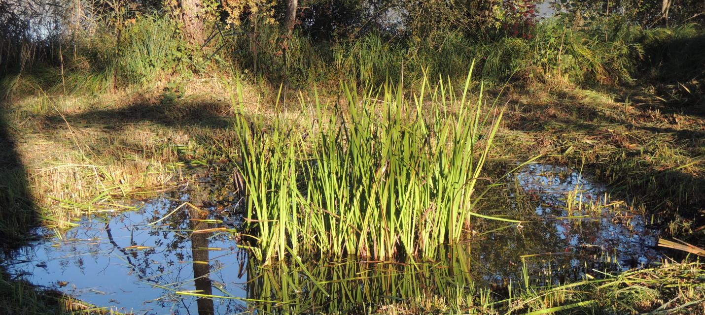 Aegelmoos Amphibienweiher