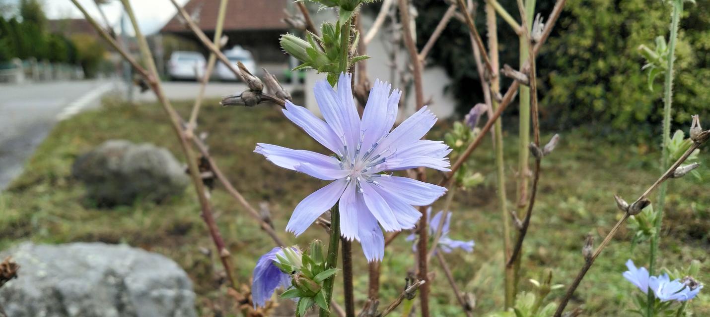 Steineggli Trockenbiotop